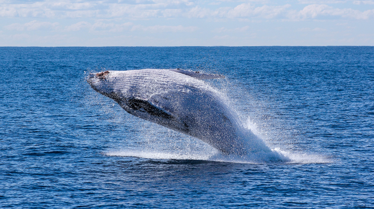 Sea Whale Activism